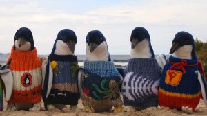 Tarok s pingvini v Avstraliji.