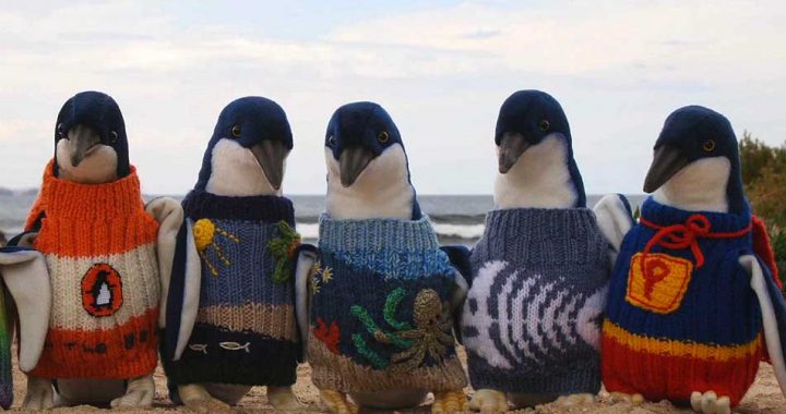 Tarok s pingvini v Avstraliji.